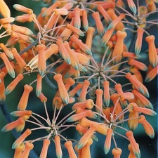 Aloe striata
