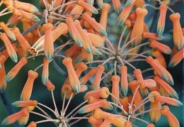 Aloe striata