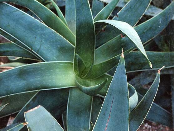 Aloe striata