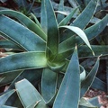 Aloe striata