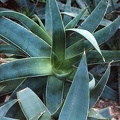 aloe-striata2.jpg