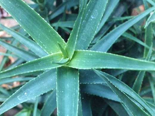 Aloe striatula