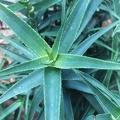 Aloe striatula