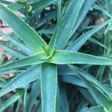 Aloe striatula