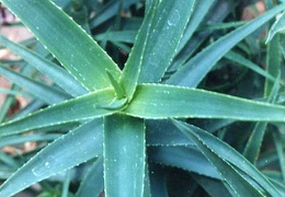 Aloe striatula