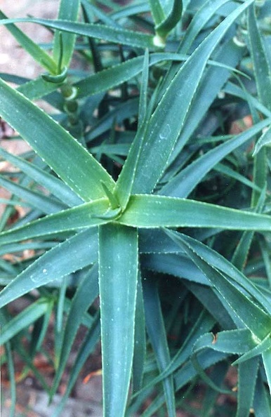 aloe-striatula.jpg