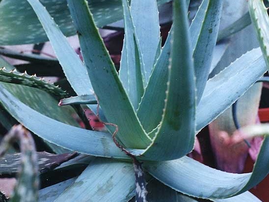 Aloe thorncroftii