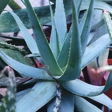 Aloe thorncroftii
