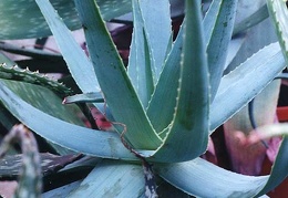 Aloe thorncroftii