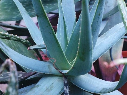 Aloe thorncroftii