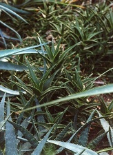 Aloe delaetii