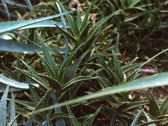 Aloe delaetii