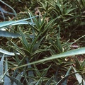 Aloe delaetii