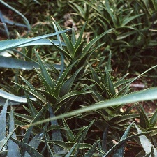 Aloe delaetii