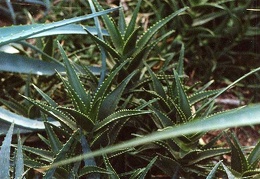 Aloe delaetii