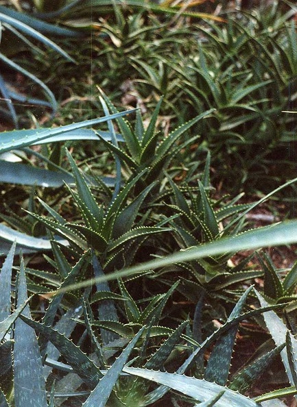 aloe-x-delaetii.jpg
