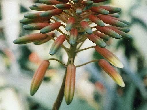 Aloe delaetii