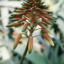 Aloe delaetii