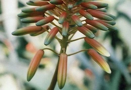 Aloe delaetii