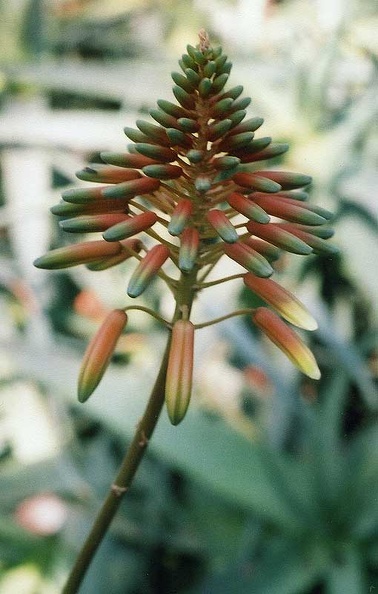 aloe-x-delaetii2.jpg