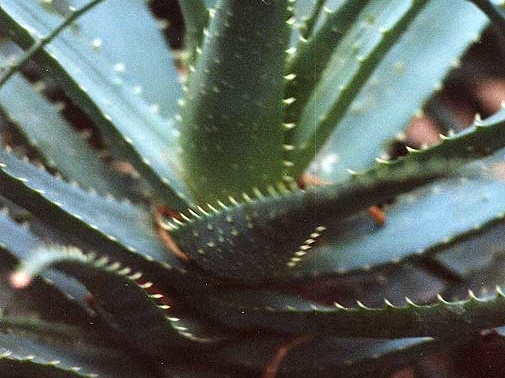 Aloe spinosissima