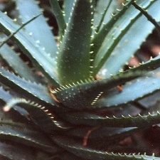 Aloe spinosissima