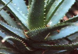 Aloe spinosissima