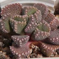 Aloinopsis lodewyckii