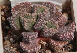 Aloinopsis lodewyckii