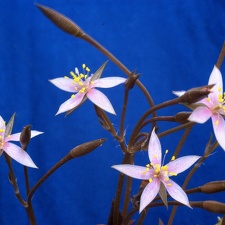 Anacampseros arachnoides