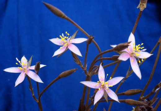 Anacampseros arachnoides (2112 відвідувань) Anacampseros arachnoides