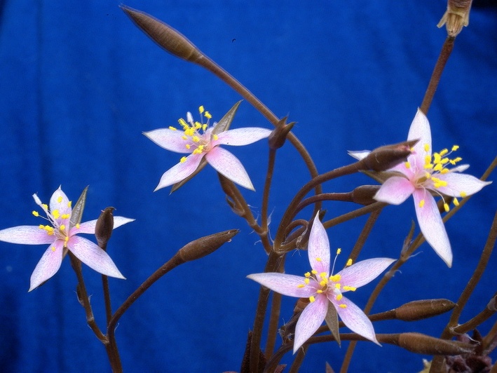 Anacampseros arachnoides