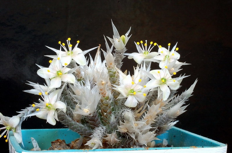 Anacampseros_rhodesica.jpg