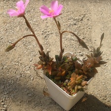 Anacampseros rufescens