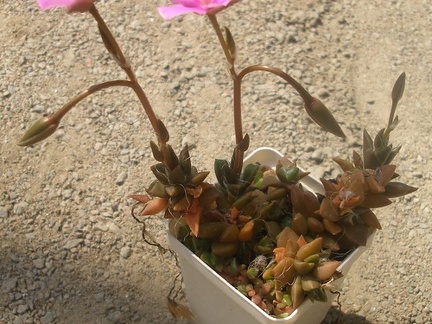 Anacampseros rufescens