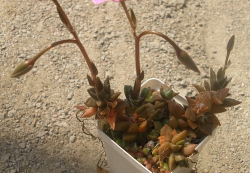 Anacampseros rufescens