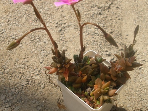 Anacampseros rufescens