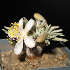 Avonia alstonii