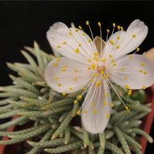 Avonia alstonii 001
