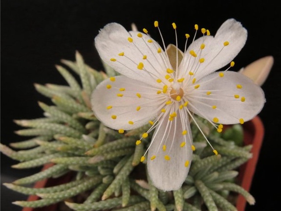 Avonia alstonii 001