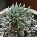 Avonia alstonii 002