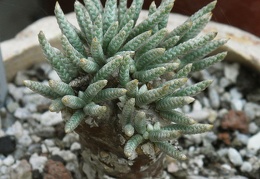 Avonia alstonii 002