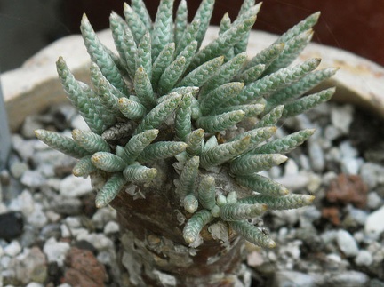 Avonia alstonii 002