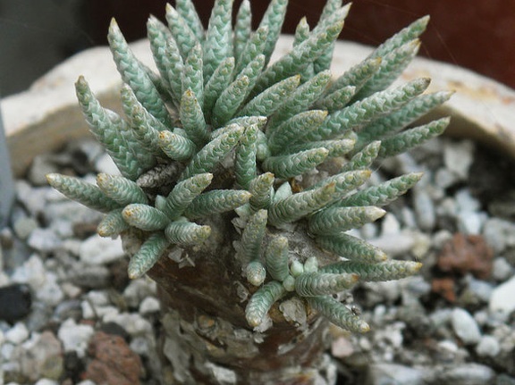 Avonia alstonii 002