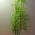 Bowiea volubilis