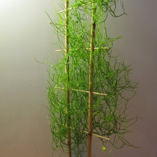 Bowiea volubilis