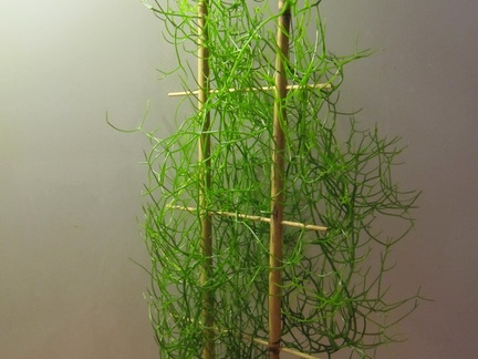 Bowiea volubilis