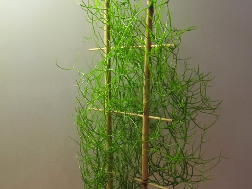 Bowiea volubilis