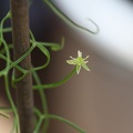 Bowiea volubilis 001