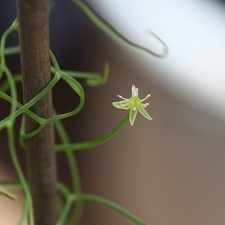 Bowiea volubilis 001